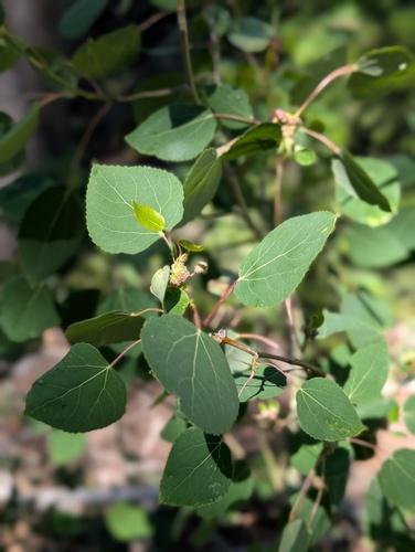 iNaturalist observation photo of quaking aspen
