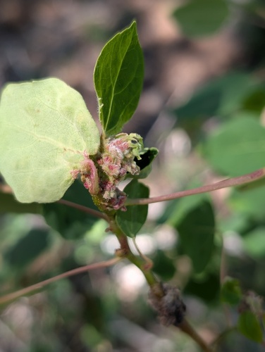 iNaturalist observation photo of Gall and Rust Mites