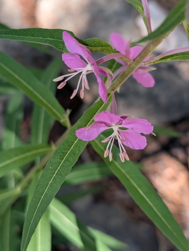 iNaturalist observation photo of fireweed