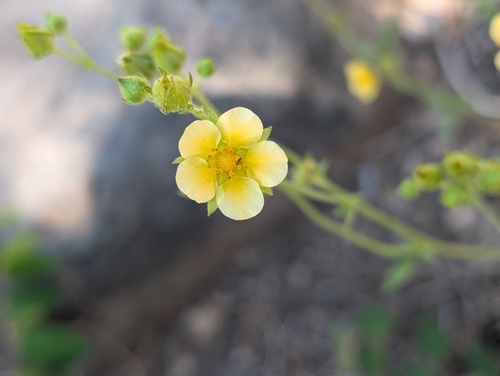 iNaturalist observation photo of Drymocallis