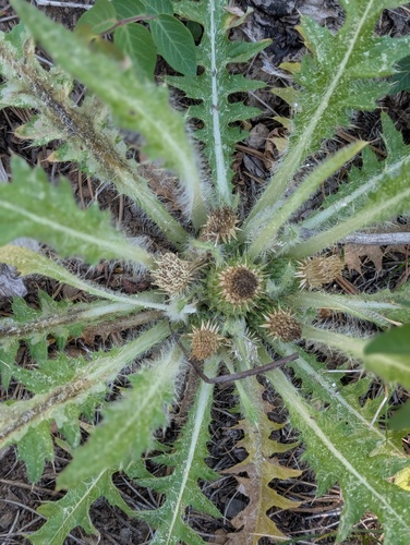 iNaturalist observation photo of Elk Thistle