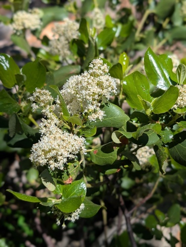 iNaturalist observation photo of Snowbrush Ceanothus