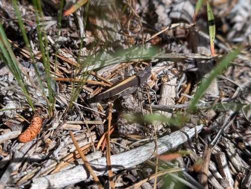 iNaturalist observation photo of Arphia