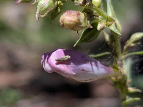 iNaturalist observation photo of Colladonus