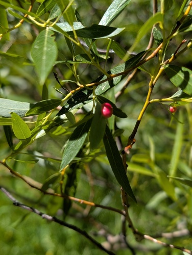 iNaturalist observation photo of Willow Apple Gall Sawfly