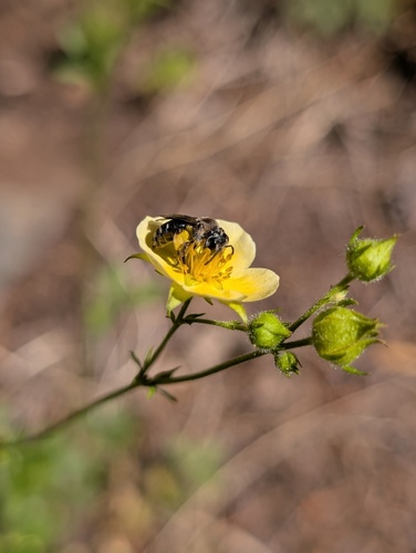 iNaturalist observation photo of Mining Bees