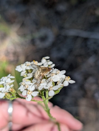 iNaturalist observation photo of Greater Bee Flies