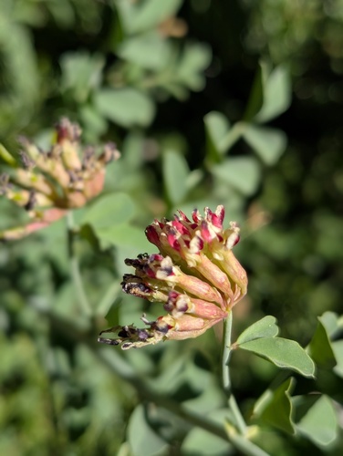 iNaturalist observation photo of Hosackia