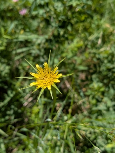 iNaturalist observation photo of Yellow Salsify