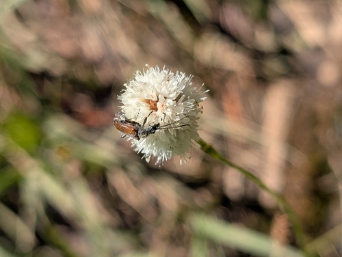iNaturalist observation photo of Longhorn Beetles