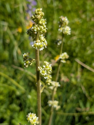 iNaturalist observation photo of Oregon Saxifrage