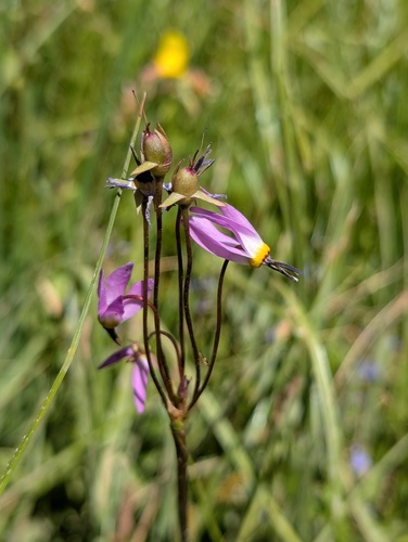 iNaturalist observation photo of alpine shooting star