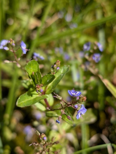iNaturalist observation photo of American brooklime