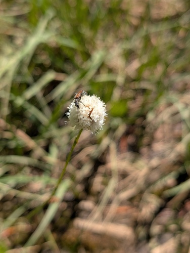 iNaturalist observation photo of American bistort