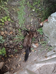 Stone Marten