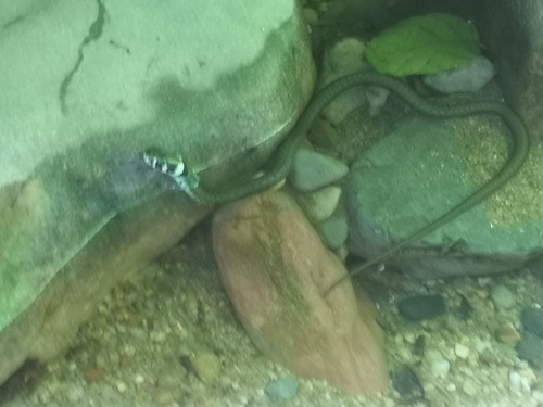 grass snake