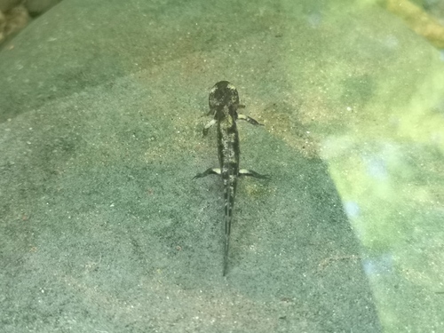 Fire Salamander
