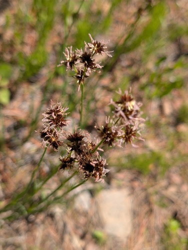 iNaturalist observation photo of Rushes