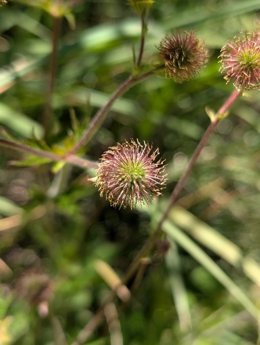 iNaturalist observation photo of Large-leaved Avens