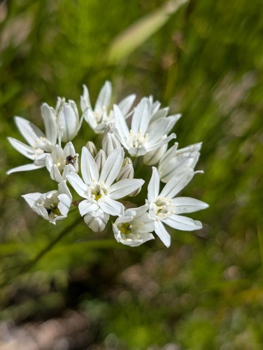 iNaturalist observation photo of white brodiaea