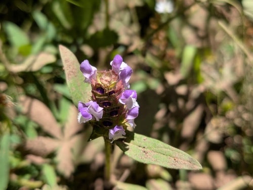 iNaturalist observation photo of lance selfheal
