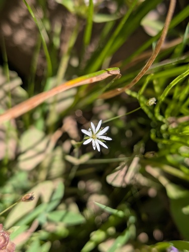 iNaturalist observation photo of chickweeds