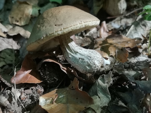 Hazel Bolete