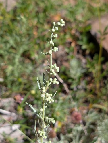 iNaturalist observation photo of wormwoods and sagebrushes