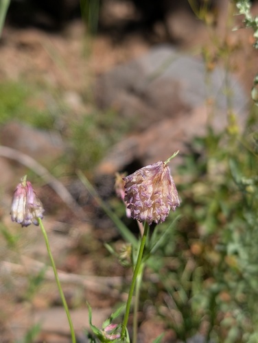 iNaturalist observation photo of Shasta clover