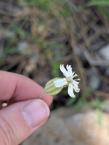 iNaturalist observation photo of Douglas' Catchfly