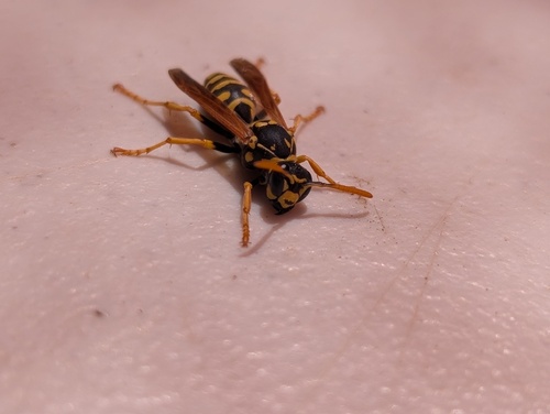 iNaturalist observation photo of Umbrella Paper Wasps