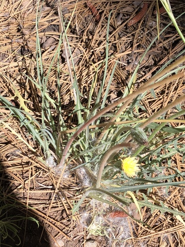 iNaturalist observation photo of mountain dandelions