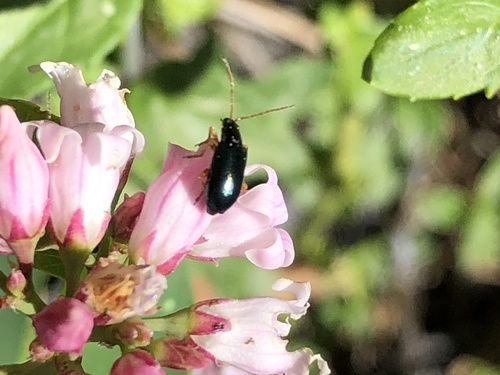 iNaturalist observation photo of Scelolyperus