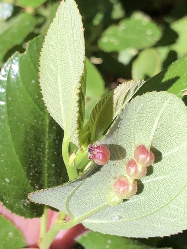 iNaturalist observation photo of Asphondylia