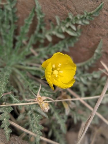 iNaturalist observation photo of tansyleaf evening primrose