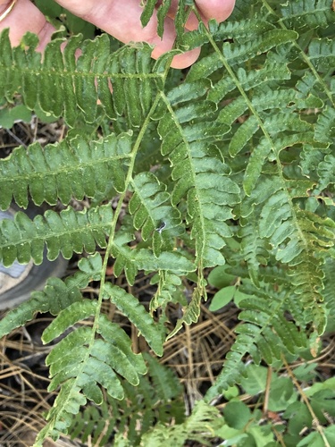 iNaturalist observation photo of brackens