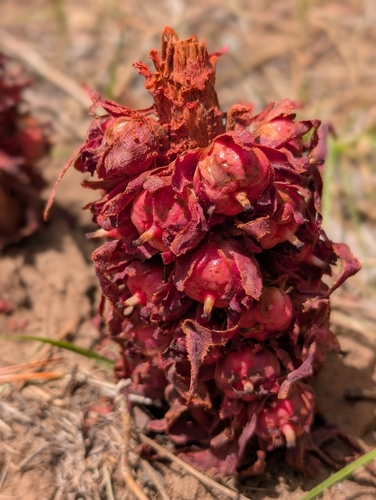 iNaturalist observation photo of Snowplant