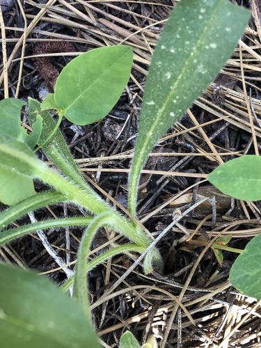 iNaturalist observation photo of western hound's tongue
