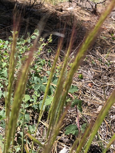 iNaturalist observation photo of Squirreltail