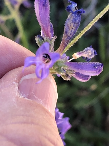 iNaturalist observation photo of beardtongues