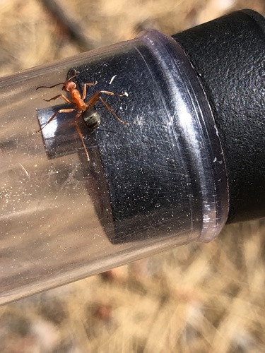 iNaturalist observation photo of Wood, Mound, and Field Ants