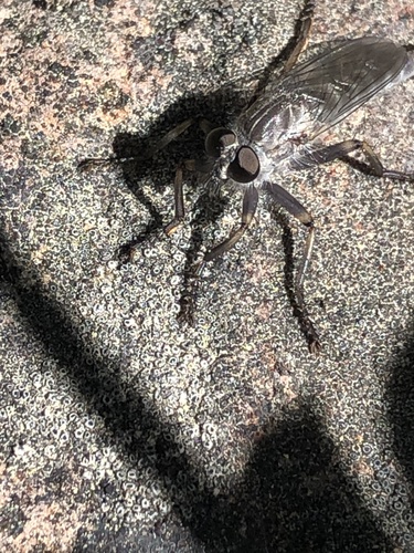 iNaturalist observation photo of Asilinae