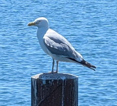 American Herring Gull