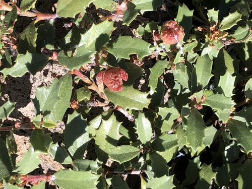 iNaturalist observation photo of Mahala mat