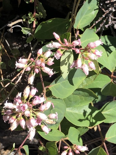 iNaturalist observation photo of spreading dogbane