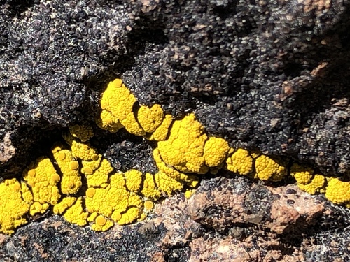 iNaturalist observation photo of Goldspeck Lichens