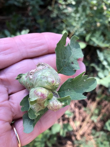 iNaturalist observation photo of Blennogeneris