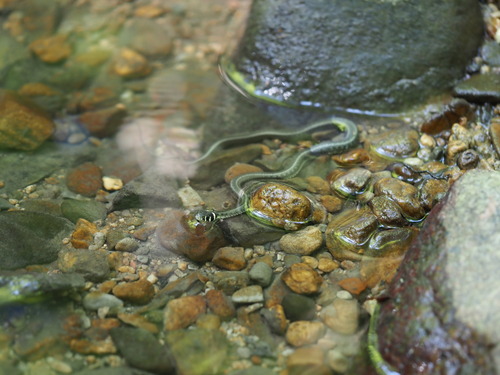 Natrix natrix moreotica