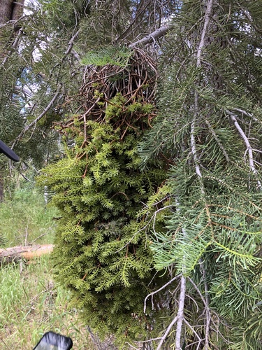 iNaturalist observation photo of fir broom rust