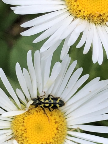 iNaturalist observation photo of Ornate Checkered Beetle